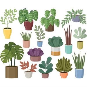 Houseplants!!!